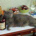 Фотография "стандартная ситуация,алкоголь,кот и......."