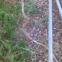Фотография "Шкура змеи на кладбище в г.Новокубанске. Будьте осторожны !"