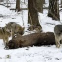 Фотография "Волки заметили, но им не до меня сейчас."