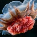 Фотография "фото медусы в Белом море."