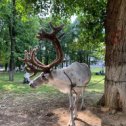 Фотография "Так вот ты какой, Люберецкий северный олень!))"