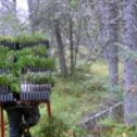 Фотография от РАБОТА B Швеции Посадка леса
