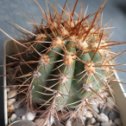 Фотография "Trichocereus terscheckii JO 79902. 500 p."