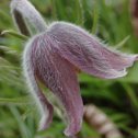 Фотография "Прострел луговой (Pulsatilla pratensis), 07.05.2024."