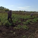 Фотография "Уборка в разгаре, и жёлтая осень спустилась на крыльях так низко на землю, На славу родился в это лето Картофель, Скорее копать , и прочь боли и усталость ! Уборка картошки, и весело людям, какой урожай, ну воистину-чудо! И быстро текут их рабочие будни, хотя и порою бывает им трудно! От тяжкой работы и не разогнешься, поклоны земле отпускаешь безмерно, но, видя картошку, невольно смеешься и в светлое лучшее истинно веришь !"