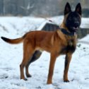 Фотография "Dog Breed 👉 Belgian Malinois 
From  @k9_smeets
🐕Ferry JR BRN45971 
Country 🇳🇱 #arispedigree "