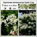 Фотография "Гортензия метельчатая Грейт Стар / Ла Вастериал (Hydrangea paniculata Great Star / La Vasterival). Высокорослый сорт, быстрорастущий и даже в контейнере достигает в высоту 2,5-3 м. Это один из наиболее оригинальных сортов гортензии метельчатой. Хорош для использования в городских насаждениях, заслуживает более широкого применения в ландшафтном дизайне."