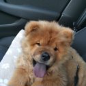 Фотография "Наша любимая малышка❤️#chowchow#чаучау#😍#lovedog#🐶"