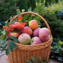Фотография "Яблука з нашого саду....🐝🐝🐝🤗🤗"
