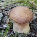 Фотография "Дары леса-первые грибы."