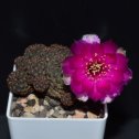 Фотография "Sulcorebutia rauschii WR289"