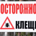 Фотография "Осторожно – клещи! Памятка для детей и взрослых
С приходом весны, пробуждением природы, люди сталкиваются с такой
опасностью, как укусы клещей. В лесу, лесопарковой зоне они
концентрируются вдоль троп и наползают на человека с растительности. В
Югре пик активности клещей приходится на май – июнь.
Клещевой вирусный энцефалит – острое инфекционное вирусное
заболевание, с преимущественным поражением центральной нервной
системы. Последствия заболевания: от полного выздоровления до
нарушений здоровья, приводящих к инвалидности и смерти.
Каким образом есть опасность заразиться
Клещи, находясь на ветках или траве, при приближении животного или
человека могут прицепиться к нему, а потом добраться до открытых участков
кожи, чаще всего - шея, волосистая часть головы, спина, подмышечные и
паховые области и др. Слюна клеща содержит обезболивающее вещество,
поэтому укус его безболезнен, и длительное время не заметен. Вместе со
слюной зараженные клещи передают в кровь человека или животного не только
вирус клещевого энцефа"