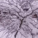 Фотография "Яблоня Недведского зимой."
