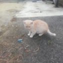 Фотография "Найден котенок,в районе петровской и пар.коммуны,может ктото ищет(89515556326"