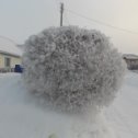Фотография "так выглядит Яшка зимой после изморози"