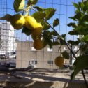 Фотография "Зреют лимоны на крыше,
У дяди Гриши."