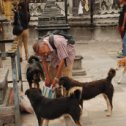 Фотография "в Непале почти все вегетарианцы, даже собачки кушают сухие завтраки из хлопьев"