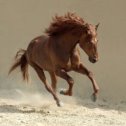 Фотография от конно-спортивный клуб степной рай