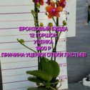 Фотография от ОрхоРай Продажа Орхидей по всей России