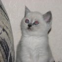 Фотография "Кошечка блю-пойнт с голубыми глазами, кот такими и останутся,веселая ,игривая"