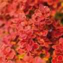 Фотография "Барбарис Оранж айс(р9)-800 руб. Компактный кустарник, колонновидной формы, достигает 0,6-0,7 м высоты и 0,3-0,5 см ширины, с вертикальными, прямыми, ярко красными молодыми побегами.
Имеет небольшие оранжево-медные (апельсиновые) овальные листья весной и летом, осенью листва приобретает оттенки красного, оранжевого и желтого цветов."