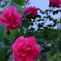 Фотография "Сезон цветения роз открыт!"