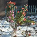 Фотография "Фризантемы на снегу"