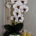 Фотография "Латексная  орхидея в  керамическом кашпо .Полная имитация "живой" орхидеи .Веточка гнётся ,можно отрегулировать как по высоте,так и по форме. Высота 39см. Моется в наклон под душем.  "