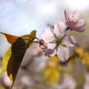 Фотография "Бирюлёвский дендропарк.Сакура.24.04.24"