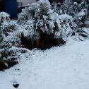 Фотография "Первый снег на даче "