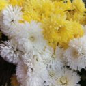 Фотография "Мои хризантемы"