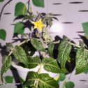 Фотография "Первое цветение малыша Фанниплюм жёлтая Весёлая слива !!! Funnyplums- серия оконных томатов для любителей малышей. Селекция новых растений привела к получению помидоров в форме сливы, которые уникальным образом развиваются над листьями и покрывают листву, словно одеяло, создавая эффектный зонт.
Растения имеют карликовый и компактный рост до 8 дюймов (20 см) и подходят для выращивания в горшках 4-6 дюймов (12-16 см). Листья очень жаропрочные, а многочисленные плоды в форме красной сливы созревают рано, они очень сладкие и легко собираются. Посеяны 23 января ,три ,цвета - красный ,жёлтый и оранжевый."