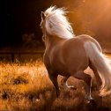 Фотография "Horse"