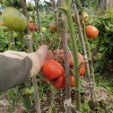 Фотография "Мой первый 🍅 помидорный 🍅 опыт"