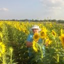 Фотография "Вот такая сейчас красота на Кубани, целые  поля  цветут. "