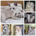 Фотография "Wunderschöne Mix Katzen Babys suchen ab sofort ein neues liebevolles Zuhause. 2 Jungs und 1 Mädchen 
017630753220"