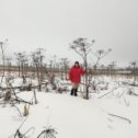 Фотография "Вот такой высокий борщевик растёт в Питере"