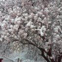 Фотография "Яблони(абрикосы) в цвету - весны(зимы )творенье.. .Евпатория. Утро 22 марта 2018г."
