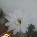 Фотография "Цветок кактуса. "