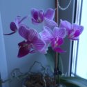 Фотография "Мини-орхидея расцвела…"