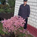 Фотография "В день рождения 68 у цветущий хрезонтемы. "