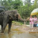 Фотография "Очередь на кормежку слона"