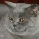 Фотография "Мой кот... покраска серебристый металлик.. полный привод все дела.. :)"