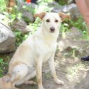 Фотография "Пропала моя собака в Шумиловском городке. Просьба, сообщите если кто приютил к себе или кто видел. Спасибо."