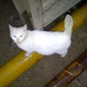 Фотография "Белый кошка"