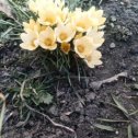 Фотография "Весна пришла.Робко пробиваются к солнышку первые нежные цветочки."
