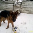 Фотография "Мишка увидел свой первый снег,играем в футбол 21 ноября"