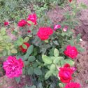 Фотография "Мои розы-что то в этом году, не то ооо "