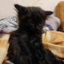 Фотография "Народ может кому-нибудь чёрный пушистый котик нужен кто то под подъезд принес очень ласковый ест все примерно 1,5 месяца ,сами бы взяли но есть кот ,в связи с похолоданием может не протянуть"