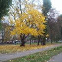 Фотография "Золотая осень в Чернигове."